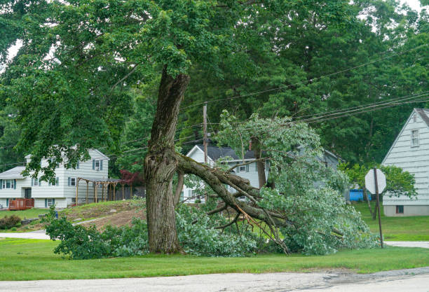 The Steps Involved in Our Tree Care Process in South Glens Falls, NY